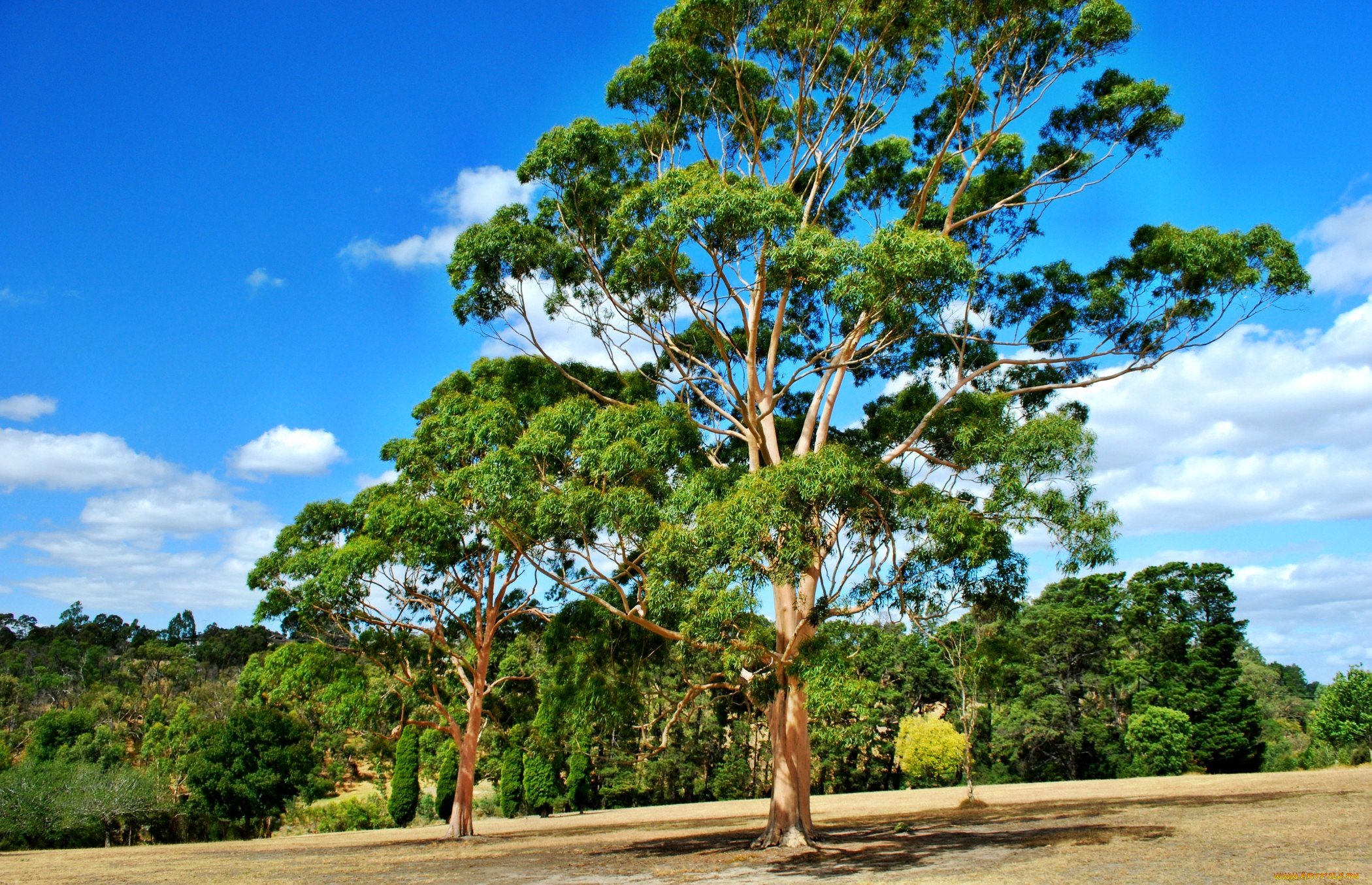 ruffey, lake, park, gum, tree, doncaster, victoria, , , , 